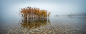 Deutschland, Sachsen-Anhalt, Geiseltalsee, Marina Mücheln, Schilf im flachen klaren Wasser mit Kieseln, dichter Nebel Deutschland, Sachsen-Anhalt, Geiseltalsee, Marina Mücheln, Schilf im flachen klaren Wasser mit Kieseln, dichter Nebel